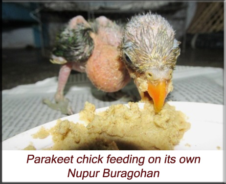 Parakeet chick feeding on its own